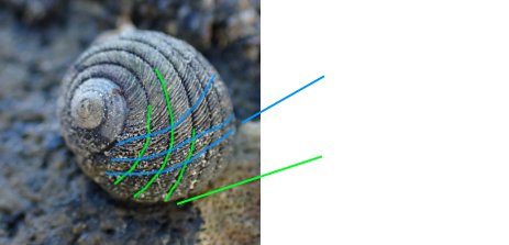 info on spiral and growth lines on snail shells